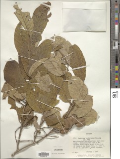 Combretum collinum subsp. binderianum image