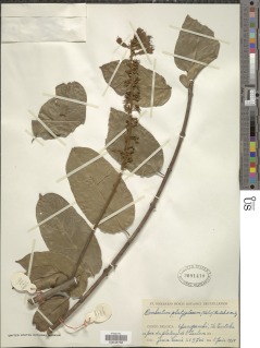 Combretum platypterum image