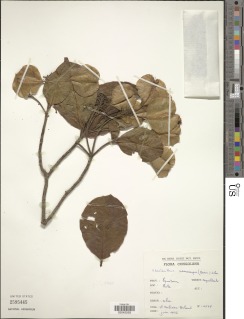 Petersianthus macrocarpus image