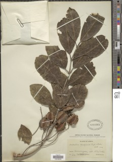 Combretum collinum subsp. binderianum image