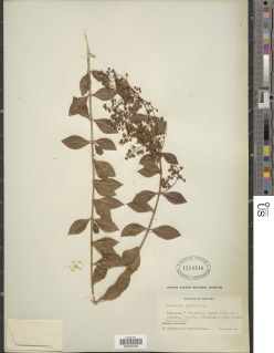 Image of Lawsonia inermis