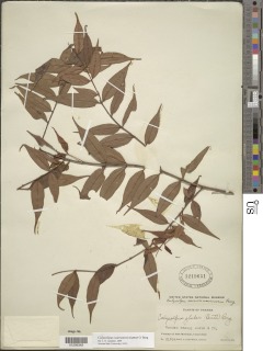Calycolpus warszewiczianus image
