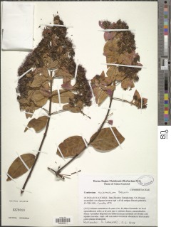 Combretum racemosum image