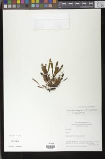 Grammitis leptopoda image
