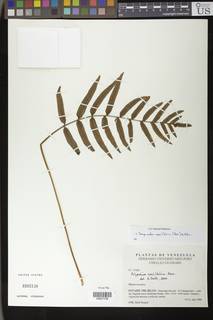 Serpocaulon sessilifolium image