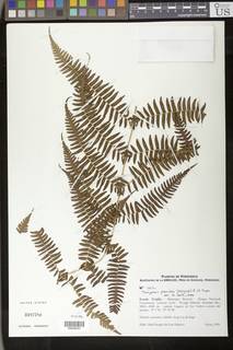 Amauropelta pteroidea image