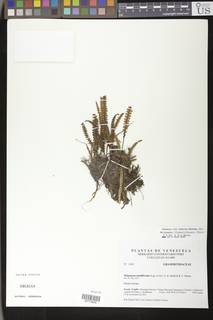 Melpomene flabelliformis image