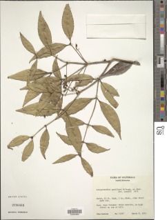 Calyptranthes paxillata image