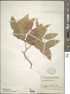 Calyptranthes pendula image