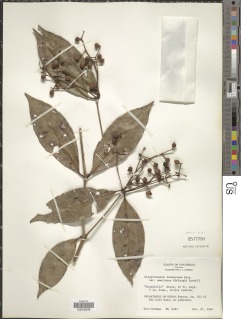 Calyptranthes lindeniana image