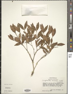Image of Calyptranthes hondurensis