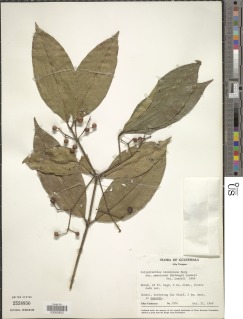 Image of Calyptranthes lindeniana