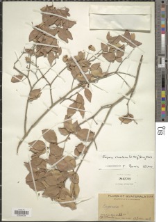 Image of Eugenia fiscalensis
