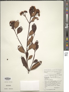 Syzygium congolense image