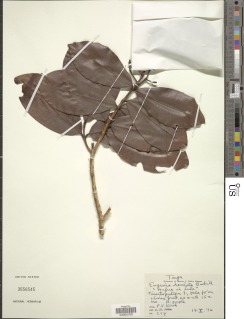 Image of Syzygium dealatum