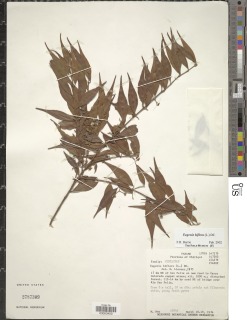 Eugenia biflora image