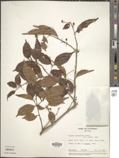 Eugenia yucatanensis image