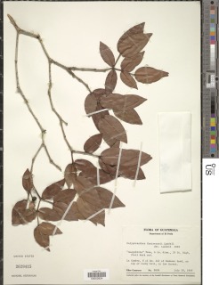 Image of Calyptranthes contrerasii