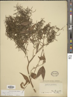 Eugenia biflora image