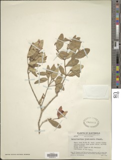 Calyptranthes hondurensis image