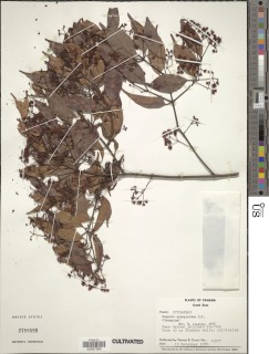Syzygium syzygioides image