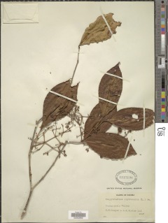 Image of Calyptranthes pendula