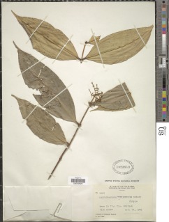 Image of Calyptranthes tumidonodia