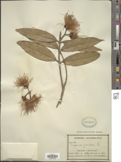 Syzygium jambos image