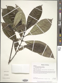 Lasianthus batangensis image