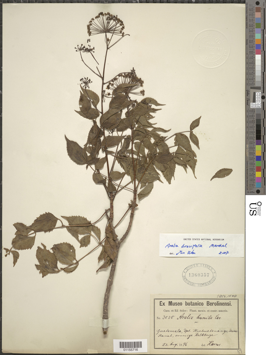 Aralia brevifolia image