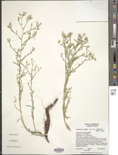 Centaurea virgata subsp. squarrosa image