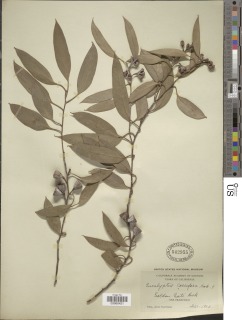 Image of Eucalyptus coccifera