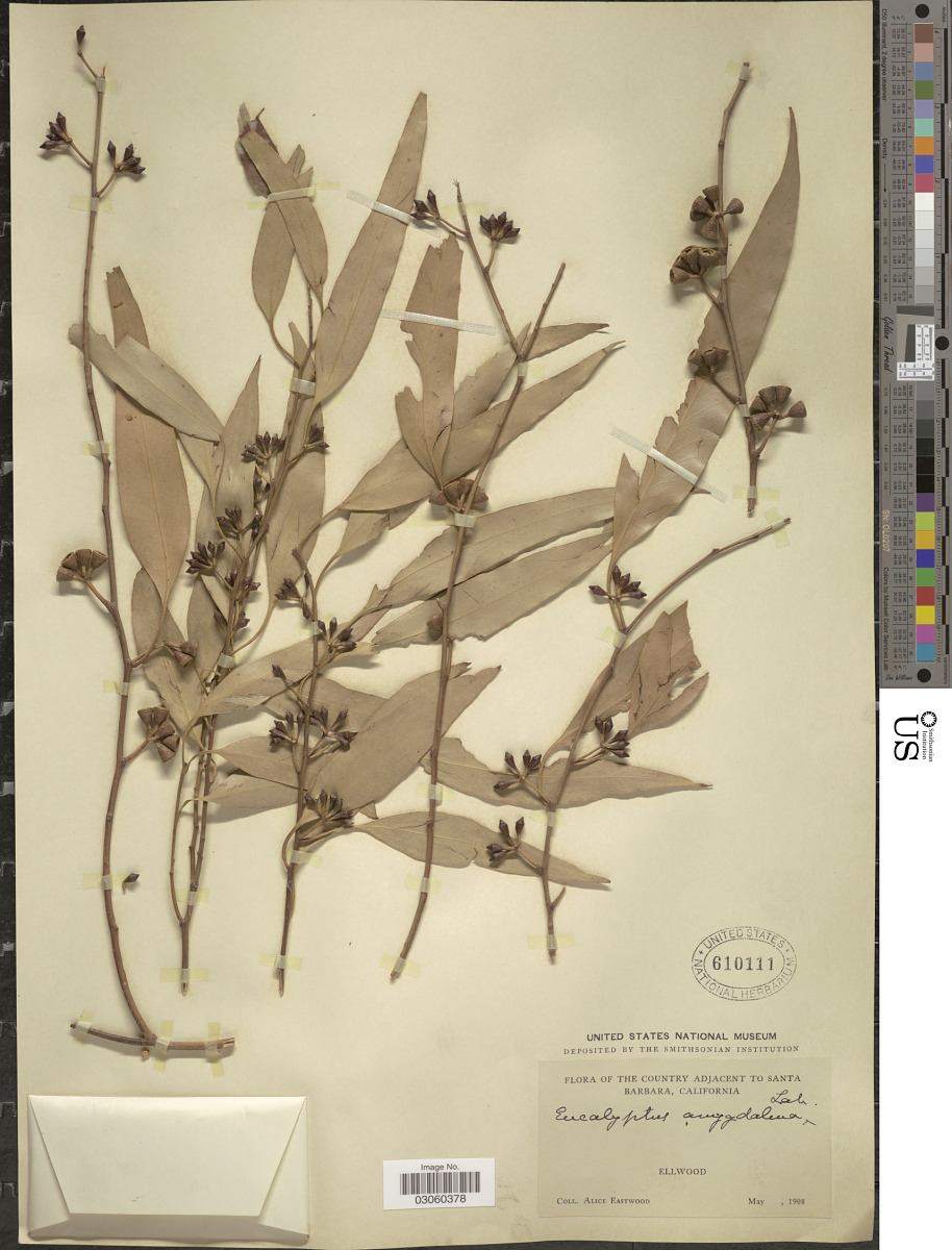 Eucalyptus salicifolia image
