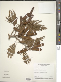 Albizia niopoides image