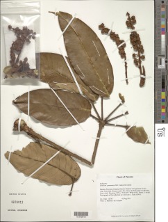 Image of Schefflera panamensis