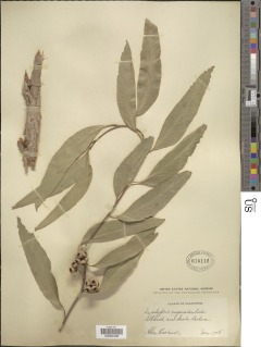 Eucalyptus eugenioides image
