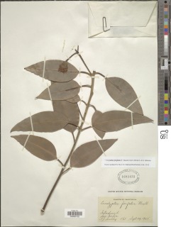 Corymbia ficifolia image