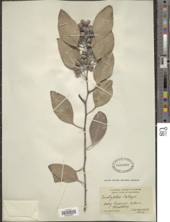 Image of Eucalyptus caleyi