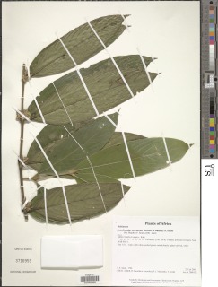 Image of Pauridiantha stipulosa