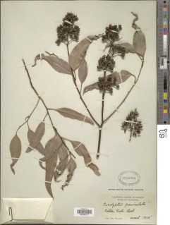 Image of Eucalyptus paniculata