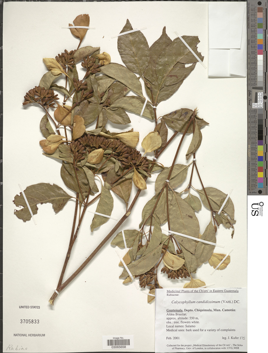 Calycophyllum image
