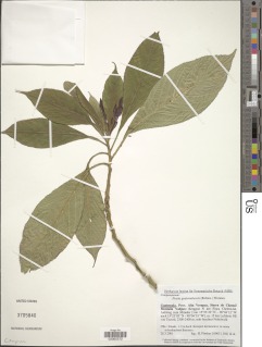 Lobelia guatemalensis image