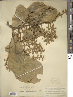Oreopanax guatemalensis image