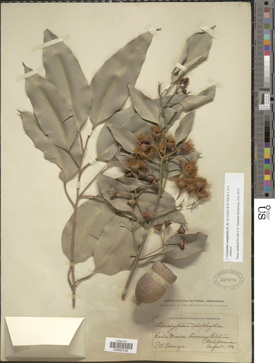 Corymbia calophylla image