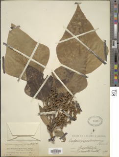 Oreopanax sanderianus image