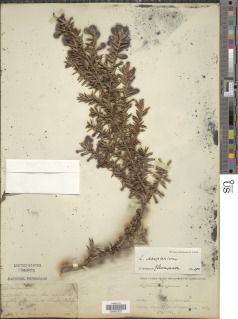 Leptospermum scoparium image