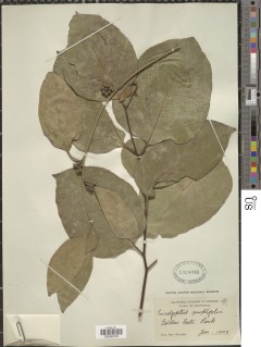 Image of Eucalyptus amplifolia