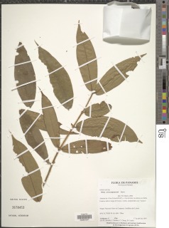 Plinia cerrocampanensis image
