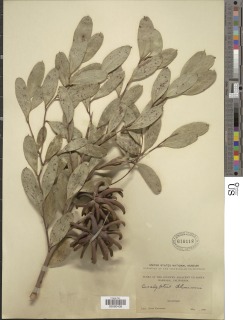 Eucalyptus lehmannii image