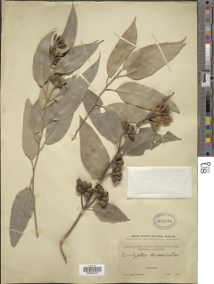 Image of Eucalyptus diversicolor